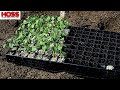 AN EASY WAY TO PLANT OKRA FOR QUICK HARVESTS!