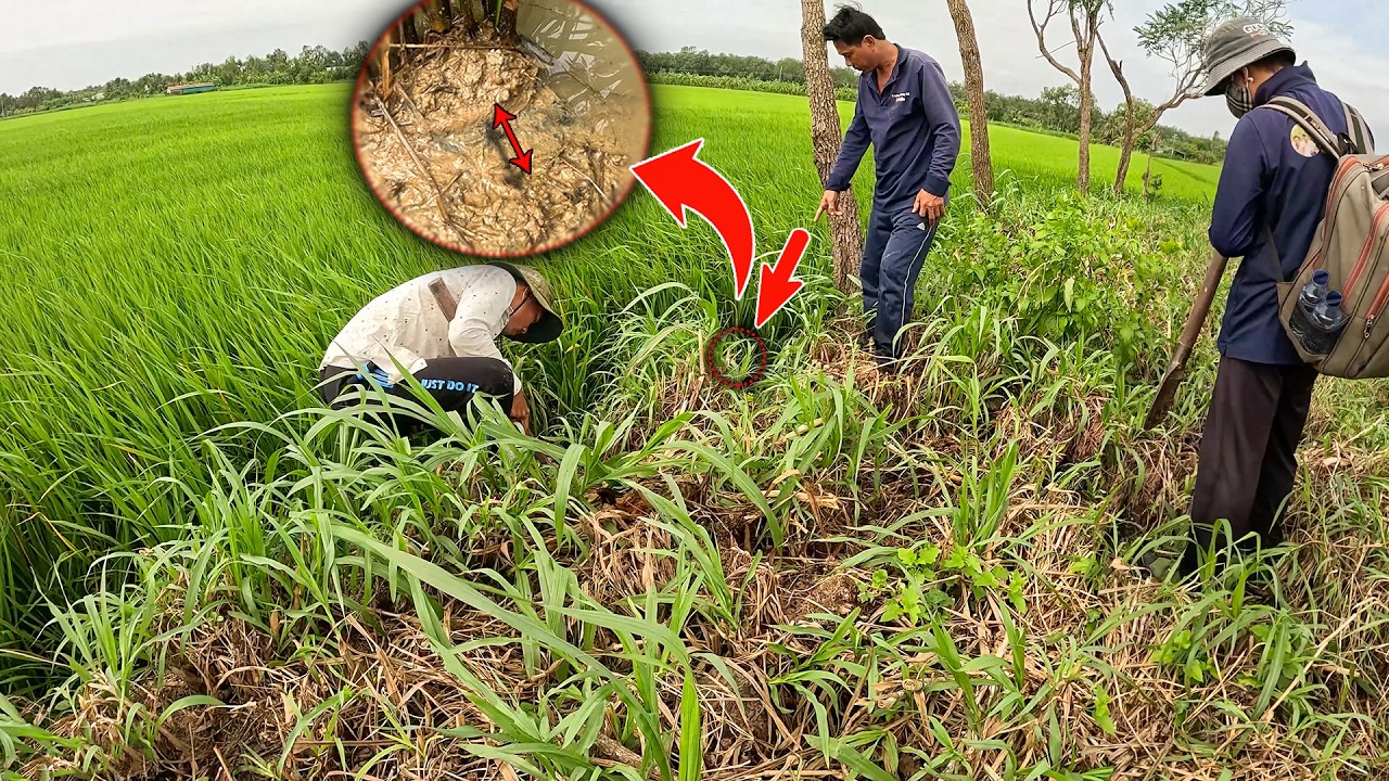 Không Ngờ Dấu Lết Dưới Ruộng Là Của Một Con Rắn To Đến Vậy | TGSB #1166