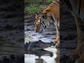 Alligator vs Tiger at the muddy shallow water river