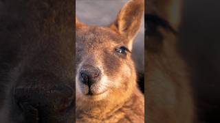 The Amazing Kangaroo #outback #australia #wildlife #facts #zoology