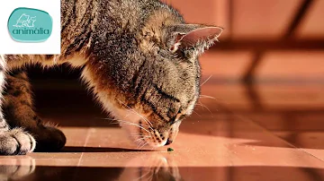 Quanto é o olfato do gato?