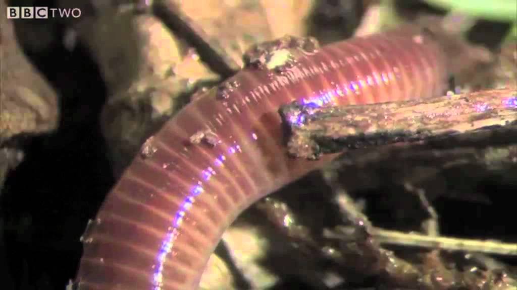 The Amazing World Of Earthworms In The UK - Springwatch - BBC Two 