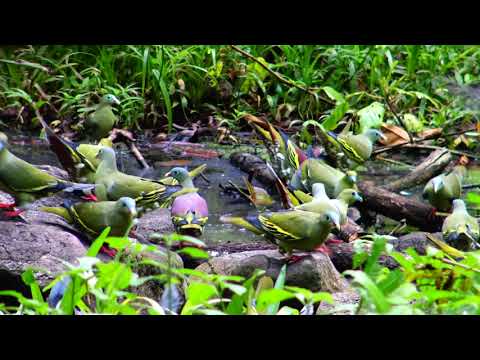 นกเปล้าลงดื่มน้ำที่่สวยงามมาก / Birds drink water / Nquab haus poov zoo nkauj tiag2