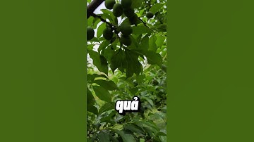 Đây Là Mẫu Cây Mận Hậu Để kéo Quả tốt nhất #kythuatcaytrong #trongcay #synguyen #manhau