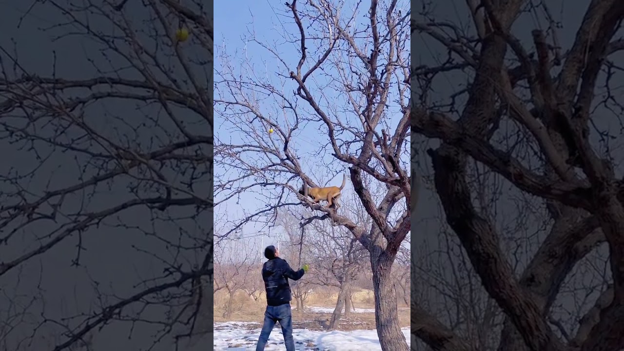 Абсолютное послушание показывает необычайное желание.  Молния взбирается на дерево, чтобы забрать м