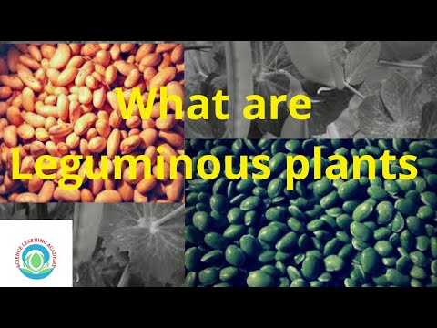 Video: Wat is 'n peulplant - Leer oor peulgewasse en -groente