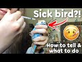 How to Tell if Your Bird is Sick & What to Do! | My budgie has a crop infection