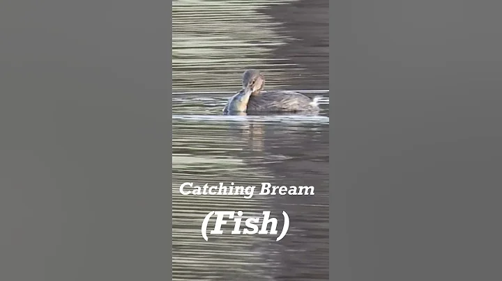 Pied billed Grebe Catching Big Bream #waterbird #s...