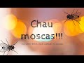 Chau Moscas!!! Libera tu cocina de las mosquitas pesadas! Tips de cocina. #Mosquitasdelacocina