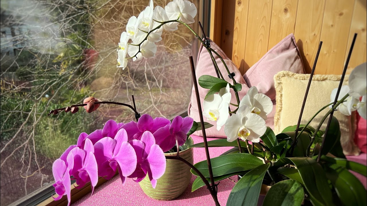 Viele Blüten und ein Wermutstropfen