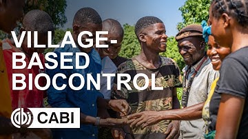 Village-based biological control of fall armyworm in Zambia