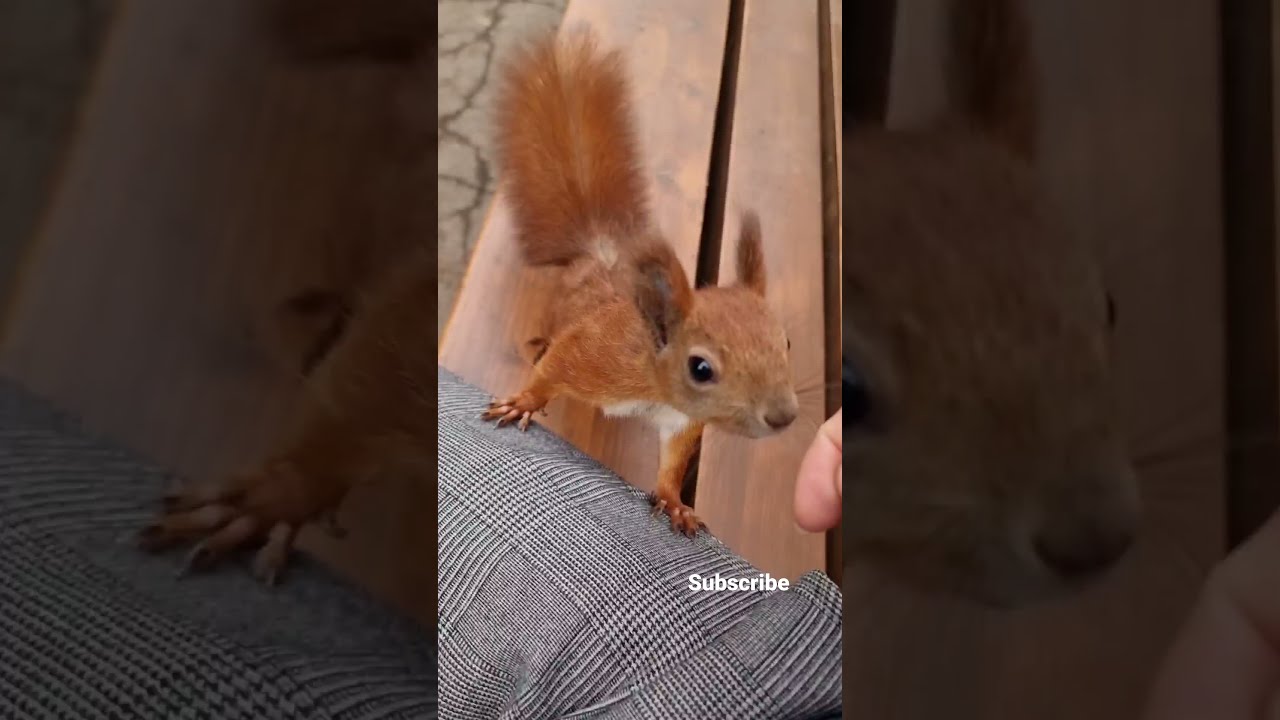 Squirrel Video | Cute Squirrel | Shorts Video