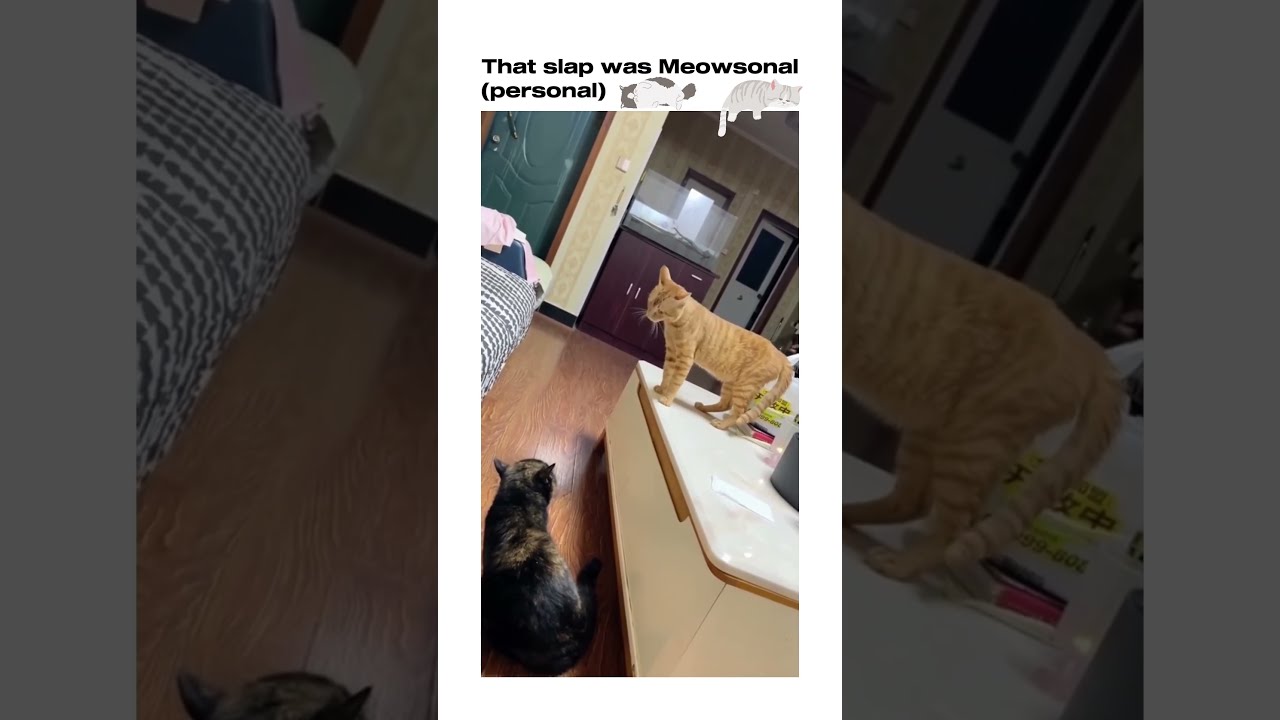 That Slap Was Meowsonal Funny Cat