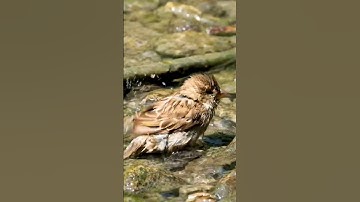 Java Sparrow Bathing 🤩 Bird ASMR 🐦❤️ #cute #beautiful #birds #asmr #viral #nature #shorts