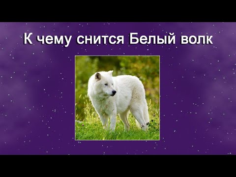 К чему снится Белый волк – толкование сна по Соннику