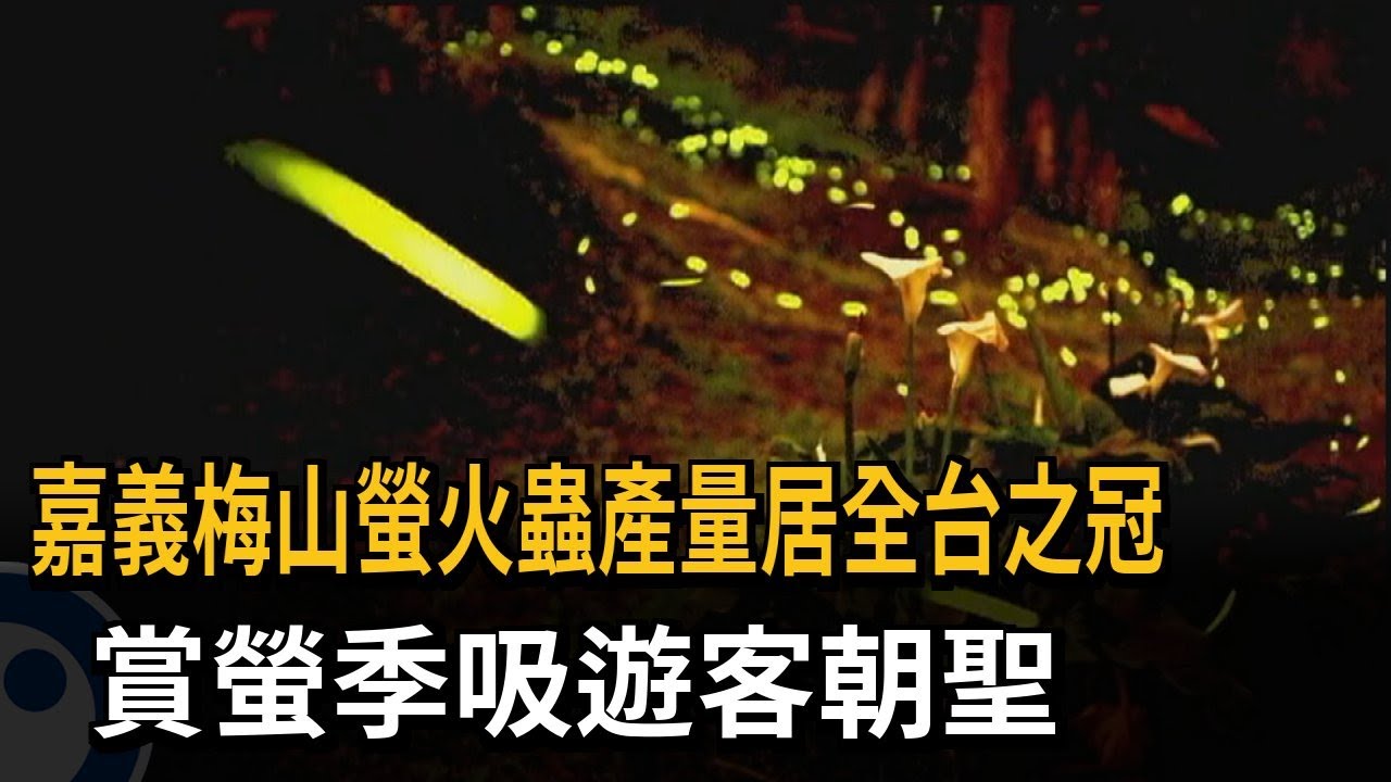 嘉義梅山螢火蟲產量居全台之冠! 賞螢季吸遊客朝聖-民視新聞 - YouTube