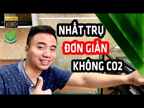 Video KHÔNG co2 vẫn làm được bể thủy sinh Nhất Trụ cực HOT... - youtube