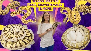 🌈 2026 Rainbow Ball Python Season Update - EGGS, GRAVID FEMALES & MORE! Net Worth