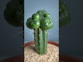 Peyote Cluster