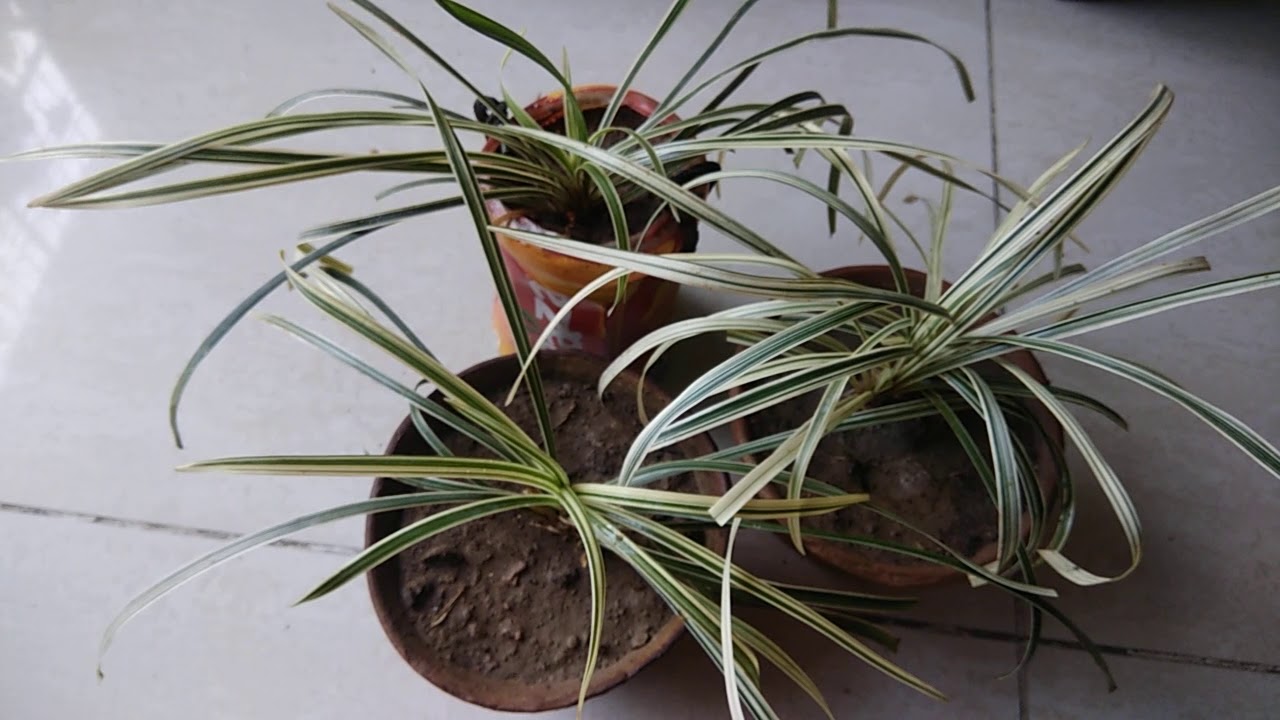 Complete care of ribbon grass plant, fertilizer, propagation Gardening