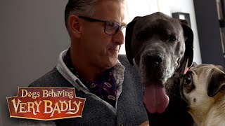 Dogs With No Social Boundaries | Dogs Behaving Very Badly