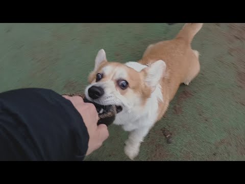 Sid plays on the playground like a kid
