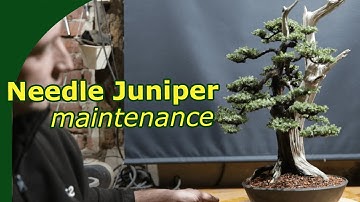 Needle Junipers bonsai care, as shown on an overgrown bonsai