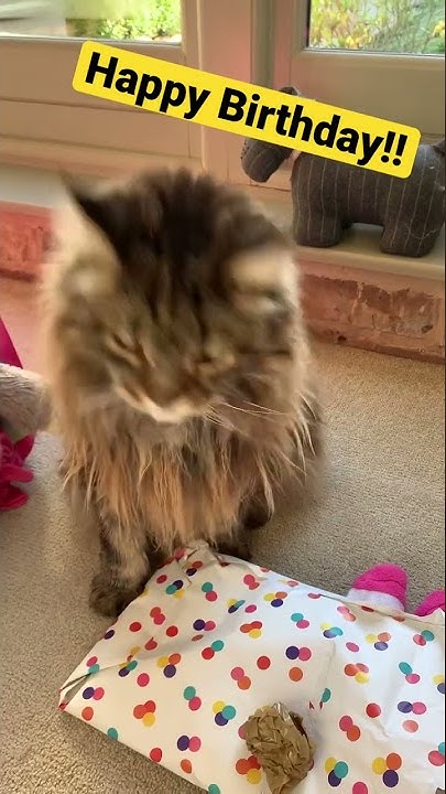 Maine Coon Central Youtube
