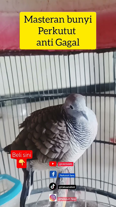 perkutut lokal alam gacor buat masteran pancingan pikat suara merbok #perkutut #burung #hobi #gacor