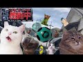 戦闘中することになった猫たちの日常Part1【猫ミーム】【猫マニ】