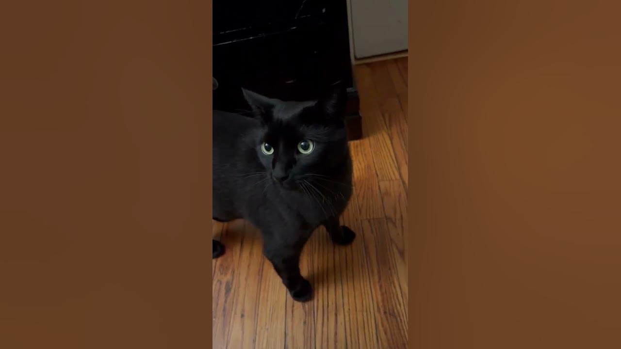 cat-crying-for-food-youtube