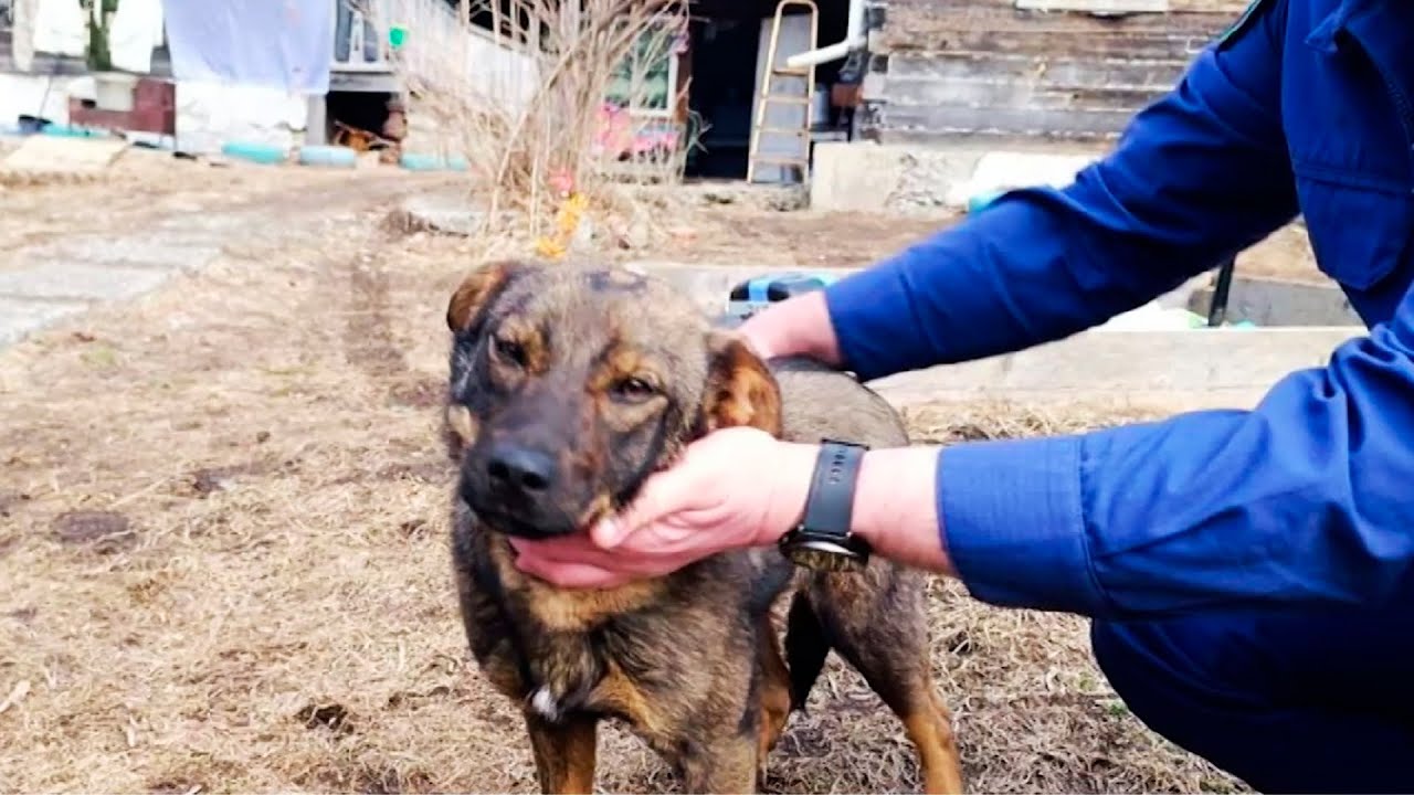 Дворовый щенок спас заблудившегося в лесу пятилетнего мальчика в Приморье