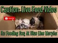 Warning: Live Feed Video! Its Feeding Day At Blue Line Morphs HQ!