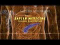 Pancreas regeneration energetically programmed audio by sapien medicine