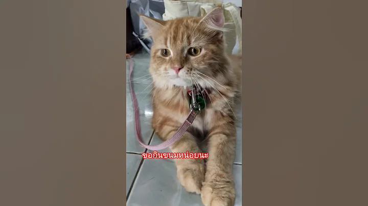 Video 10830001: mainecoon cutecat catlover, mainecoon cutecat cat, sweet mainecoon