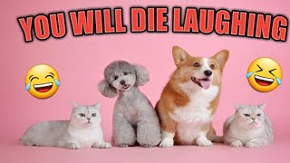 Funniest 🐱 Cats And 🐶 Dogs Video Compilations - Funniest and Cutest Animals 2019 😂😊🤣