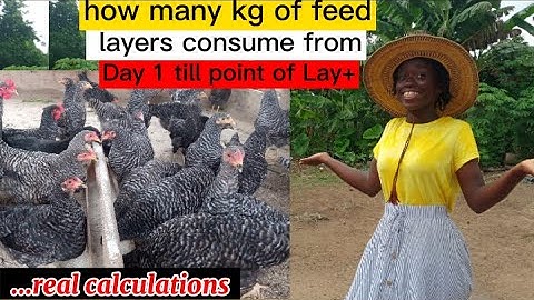 Amount of FEED NEEDED FOR 200, 1000 LAYER CHICKEN| Feed Layers consume from day old to end of lay.