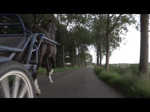 Video: Nederlandse Tuigpaard-perdras Hipoallergeen, Gesondheids- En Lewensduur