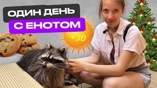 картинка: ОДИН ДЕНЬ С ЕНОТОМ | ВЛОГ | НОВЫЙ ГОД ЛЕТОМ +30