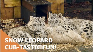 Snow leopard cub-tastic fun!