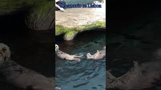 Lisbon oceanarium
