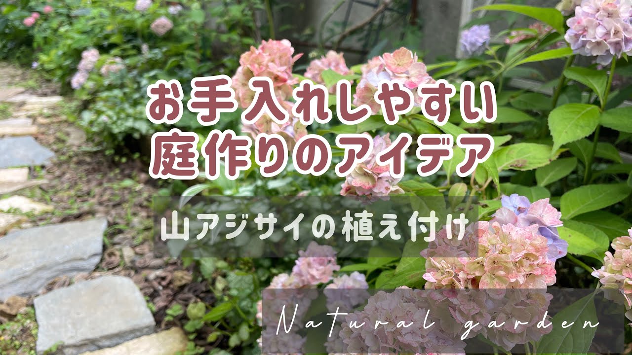お手入れしやすい庭作りの工夫【我が家のアジサイたち紹介】