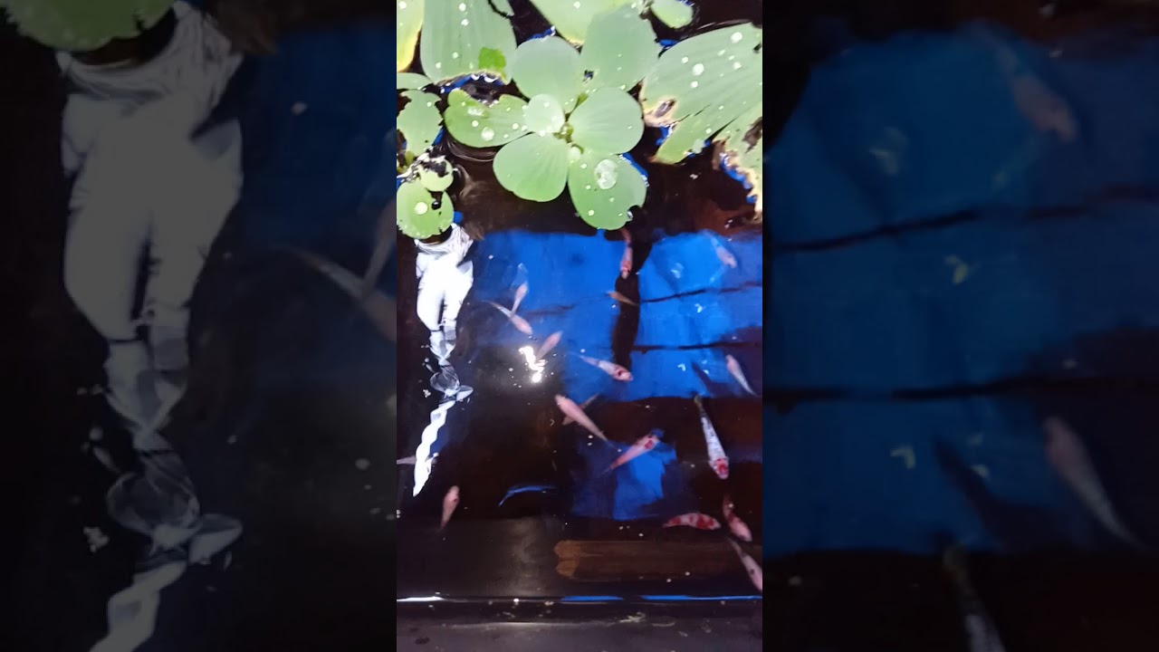 Berternak ikan cupang 