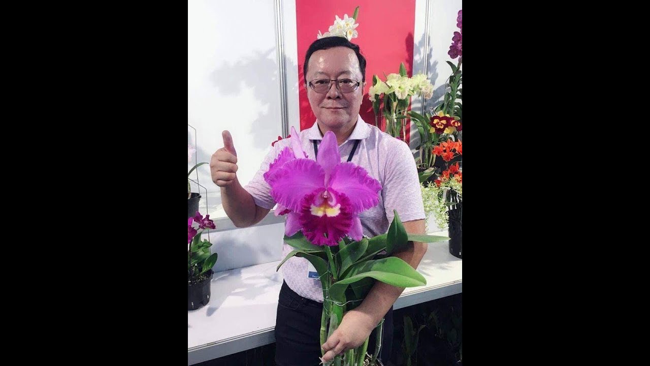 Norman Fang Live!  Episode 13- Blooming Large Cattleyas