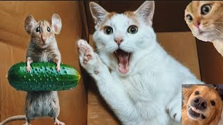 The Funniest Animal Video 2024 To Crack To Up All Long Day   Funny Cats and Dogs #animalcute