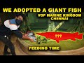 FEEDING GIANT FISH !! at VGP Marine Kingdom - Lockdown 5.0