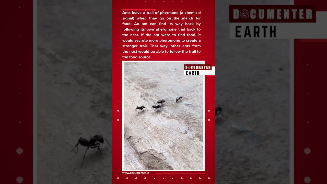 Why do Ants walk in a straight line? 