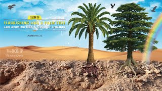 Harare  Service  19042026