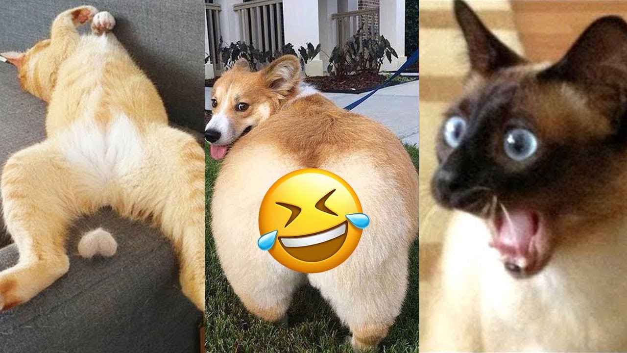 BEST ANIMAL TIKTOKS | That Will Make Your Day Better #50 - YouTube