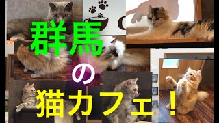 群馬の猫カフェ 空陸家 群馬県前橋市 Youtube